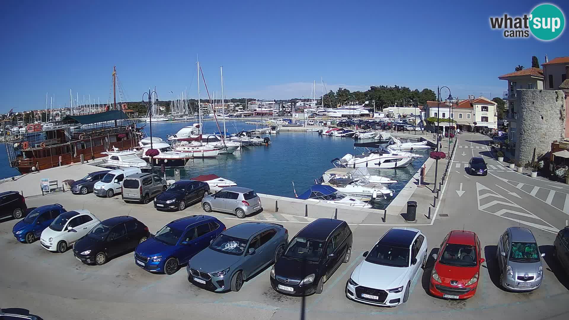 Novigrad | Porporela marina