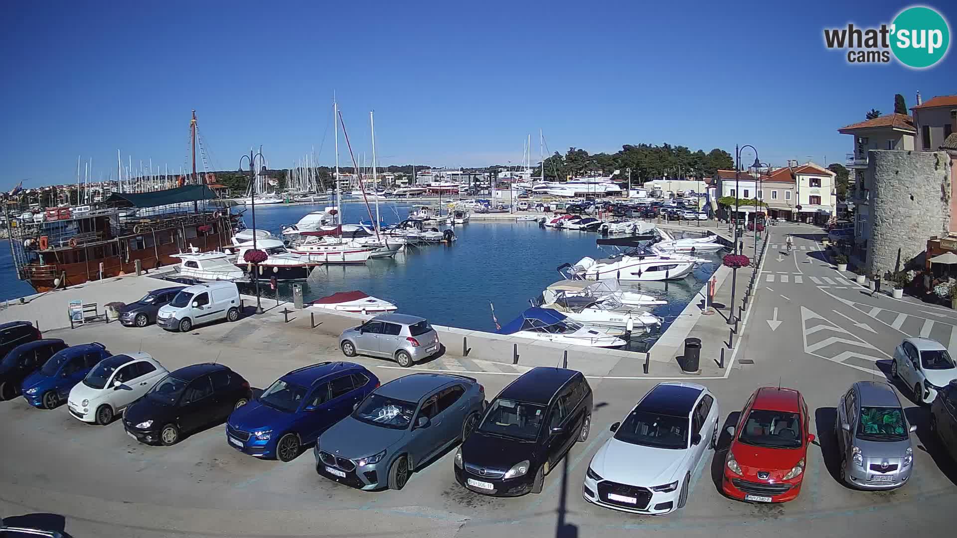 Novigrad | Porporela marina