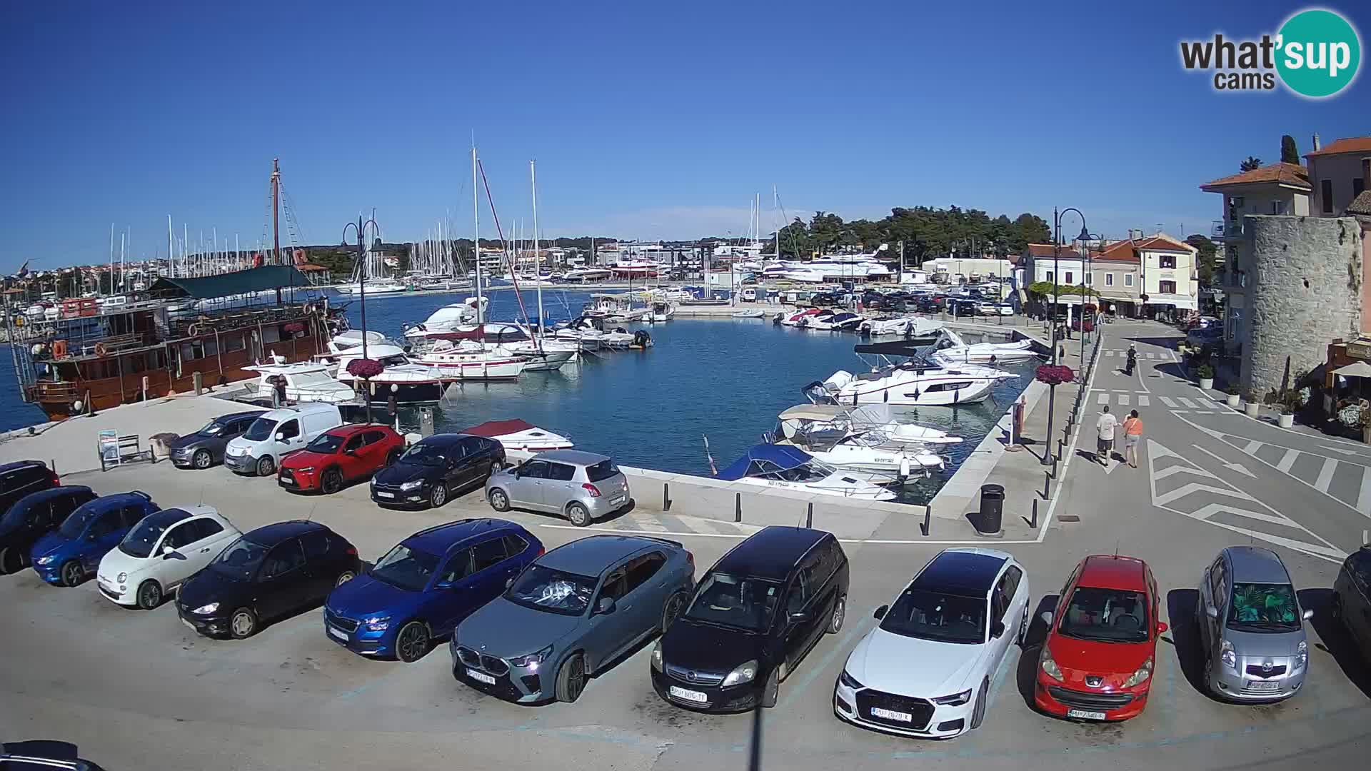 Novigrad | Porporela marina