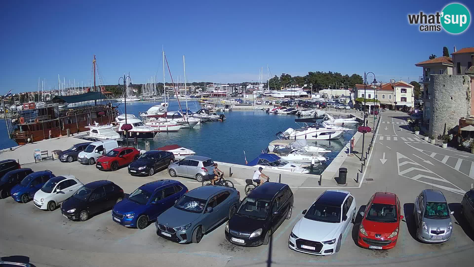 Novigrad | Porporela marina