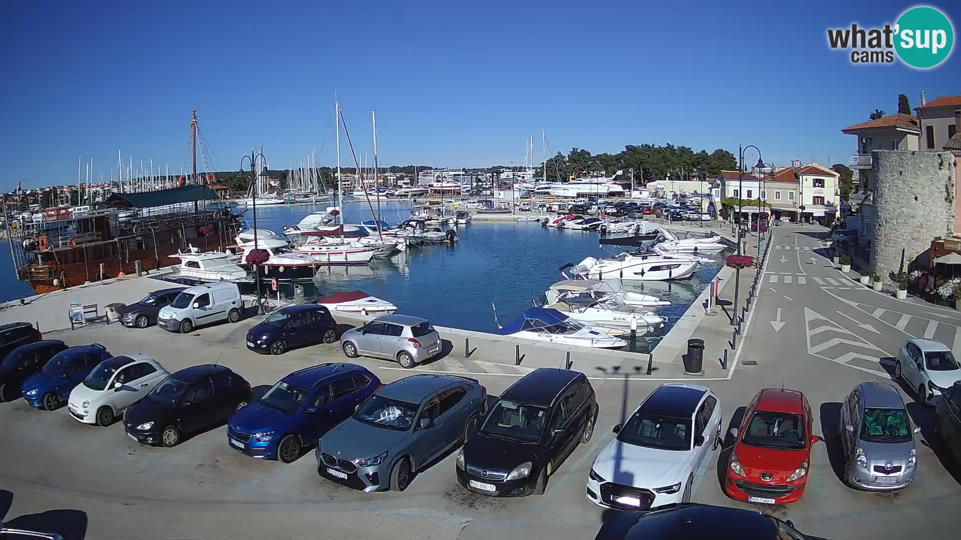 Novigrad | Porporela marina