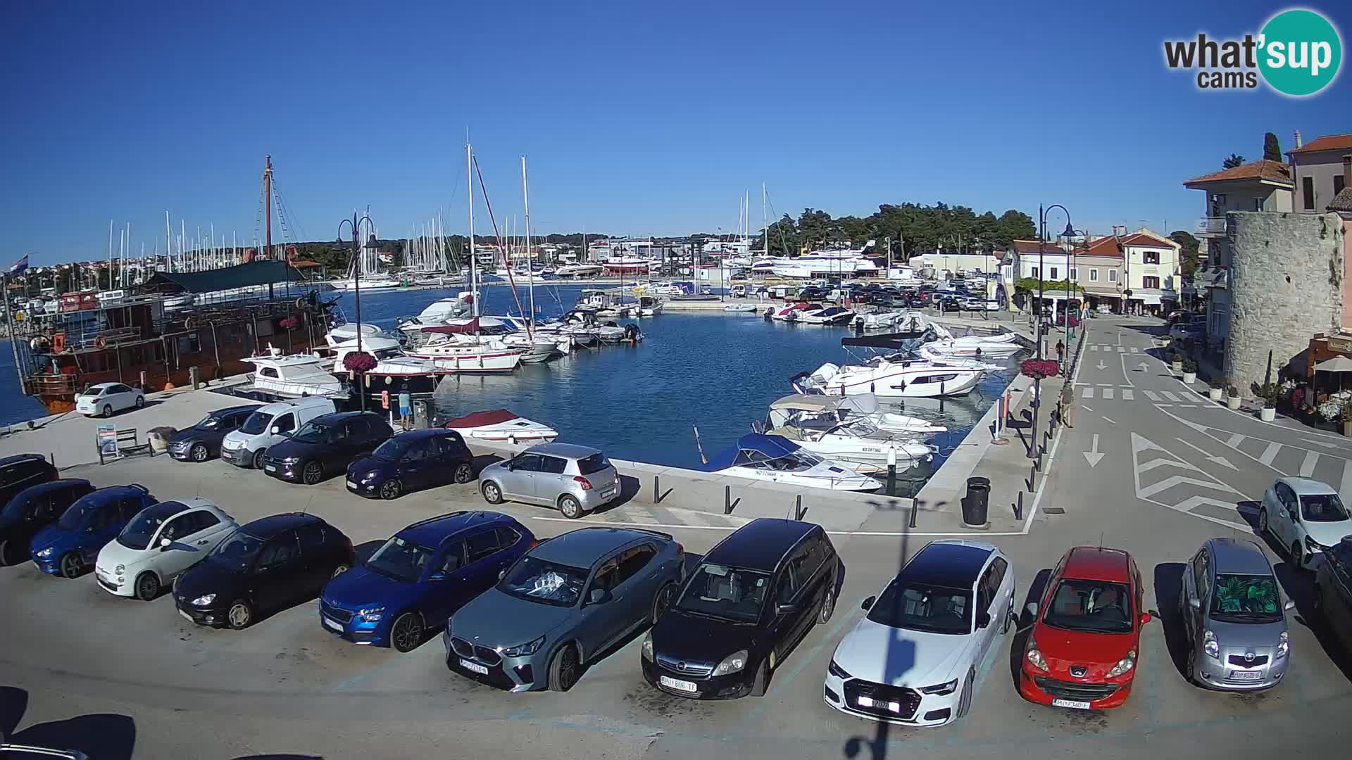 Novigrad | Porporela marina