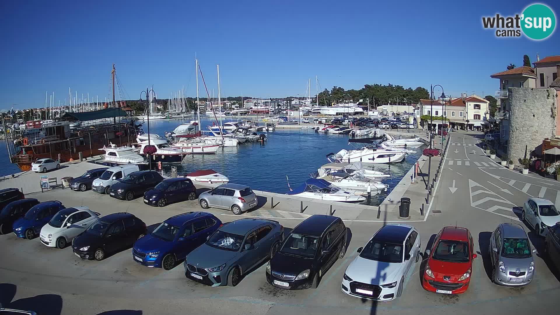 Novigrad | Porporela marina