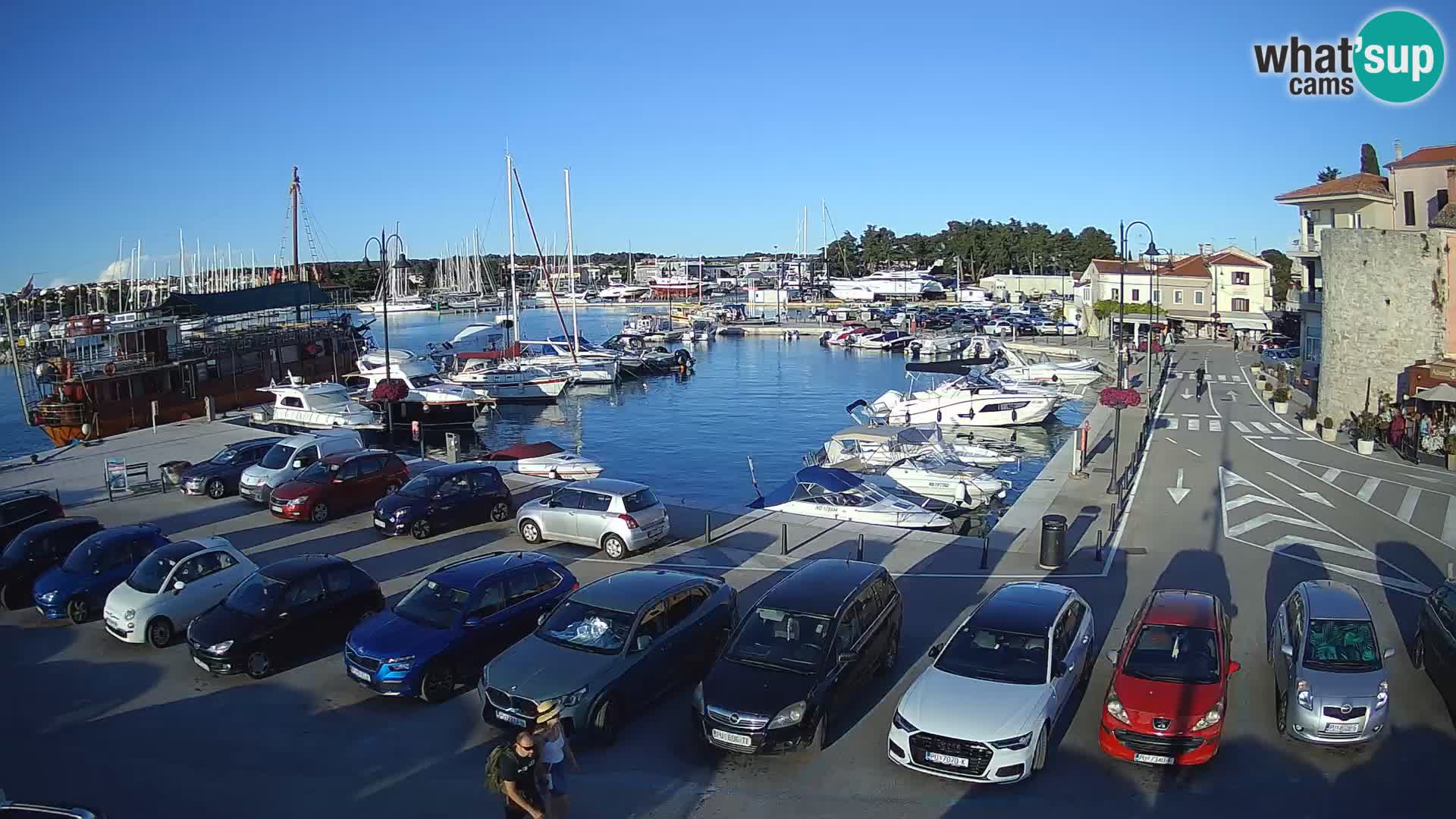 Novigrad | Porporela marina