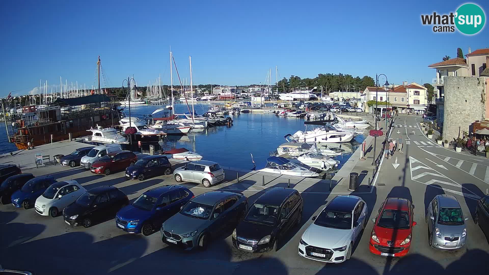 Novigrad | Porporela marina
