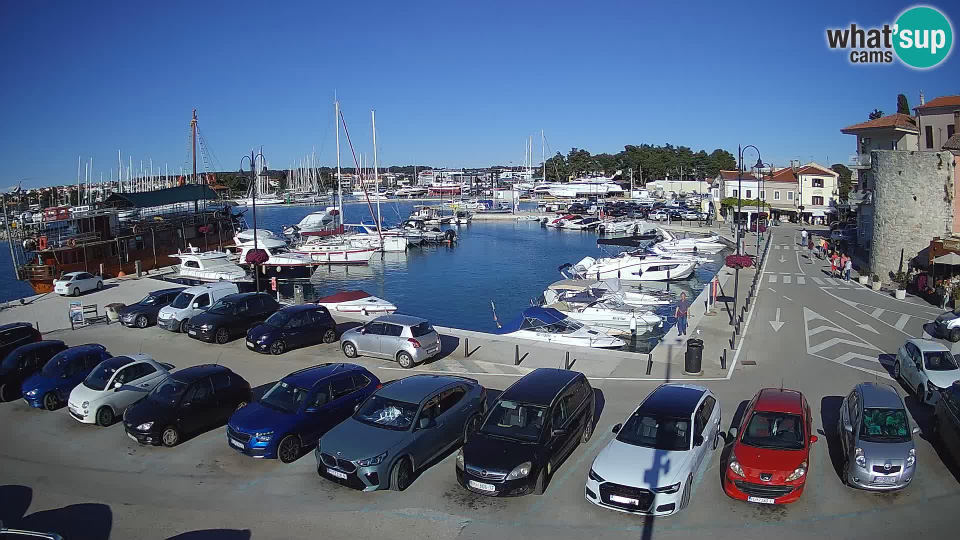 Novigrad | Porporela marina