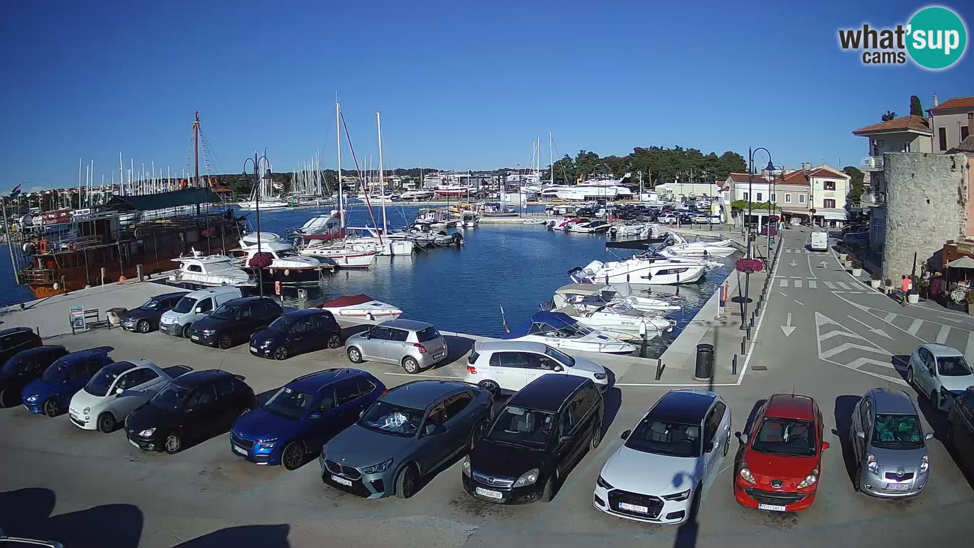 Novigrad | Porporela marina