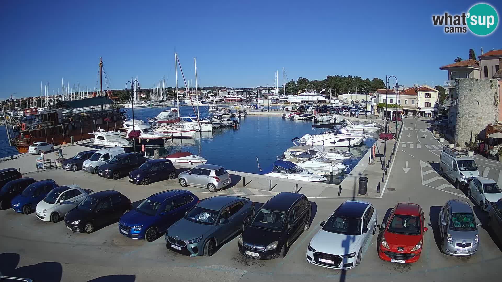 Novigrad | Porporela marina