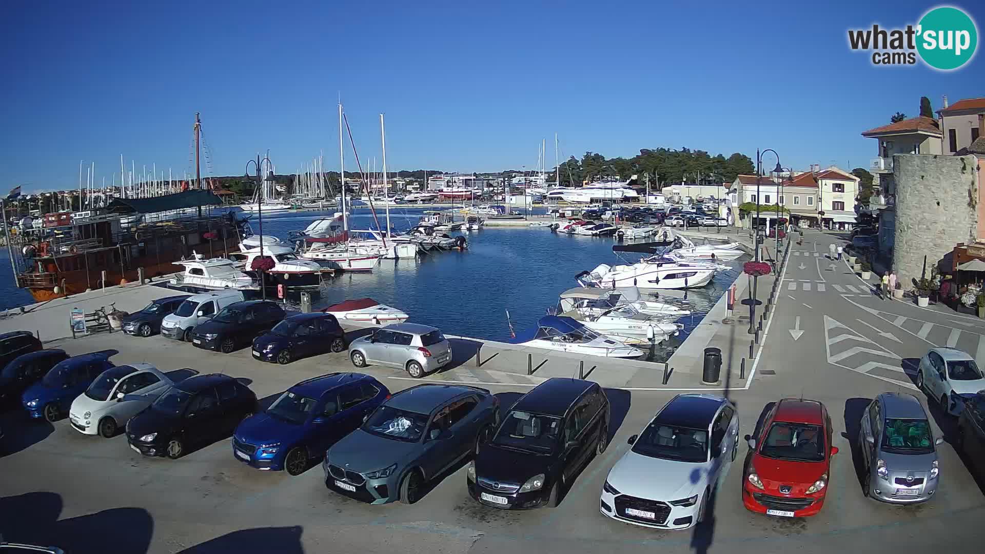 Novigrad | Porporela marina
