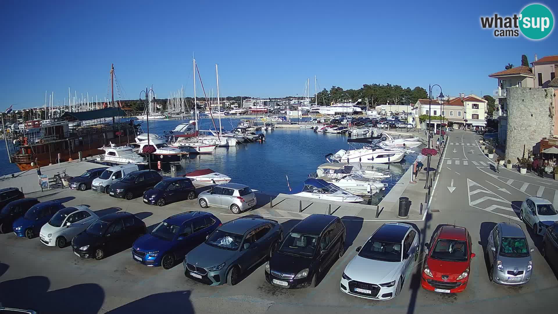 Novigrad | Porporela marina