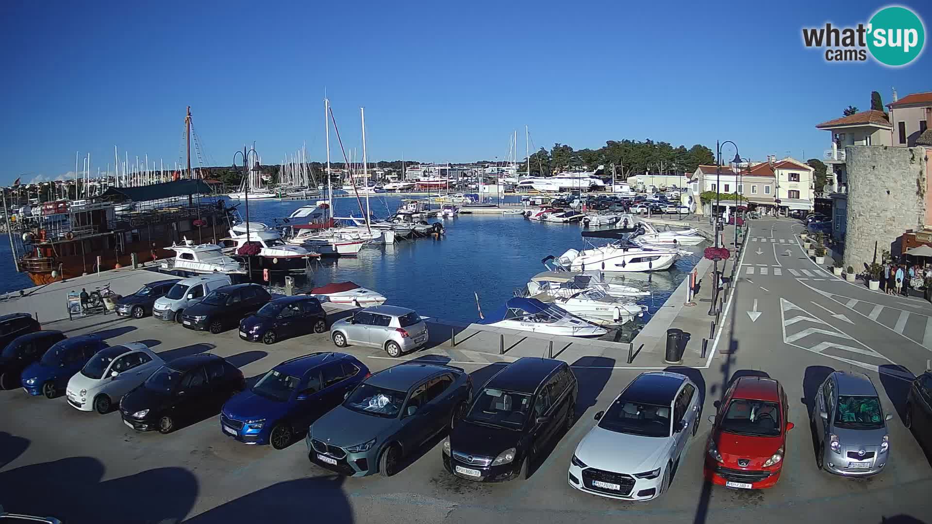 Novigrad | Porporela marina