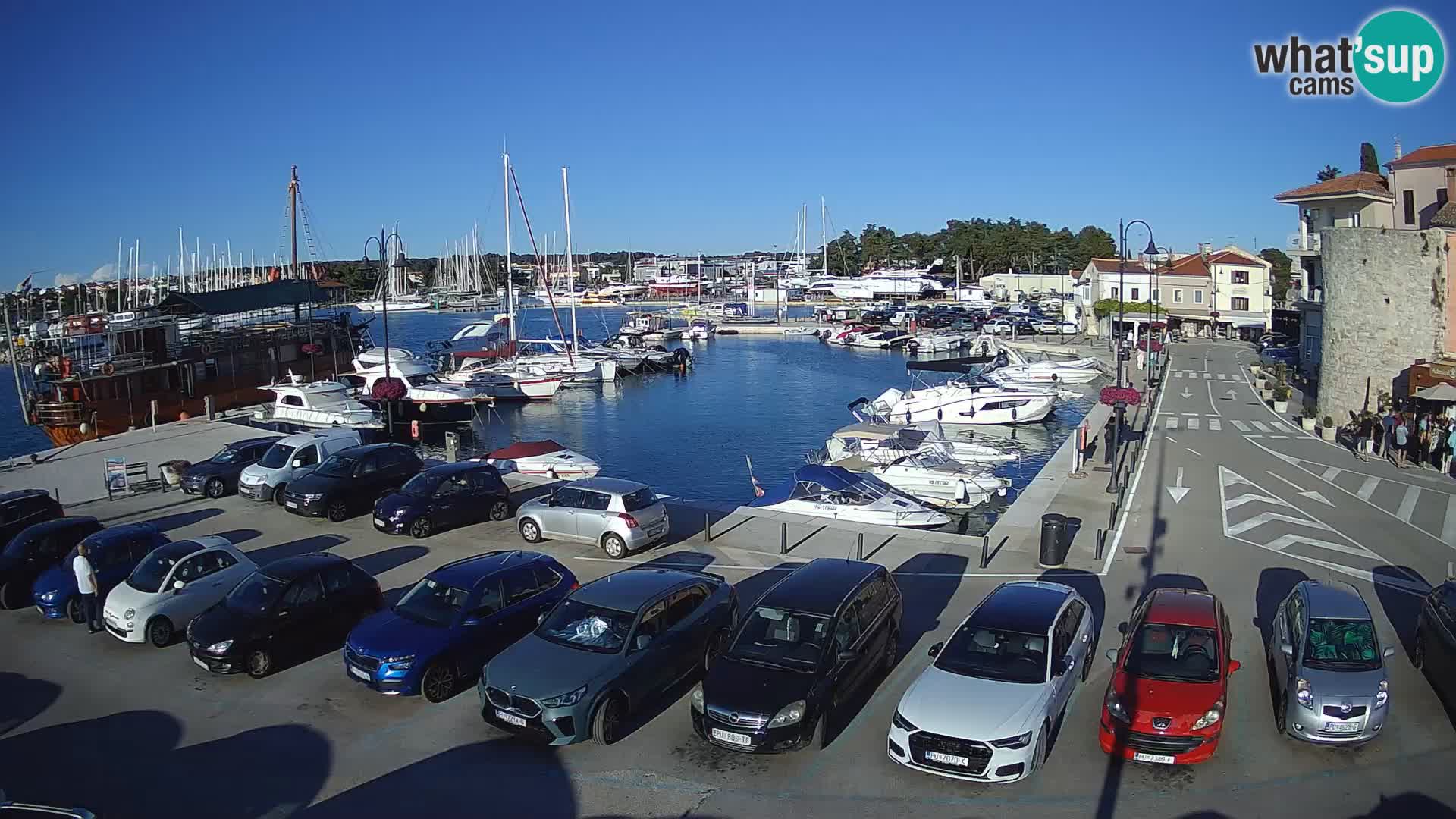 Novigrad | Porporela marina