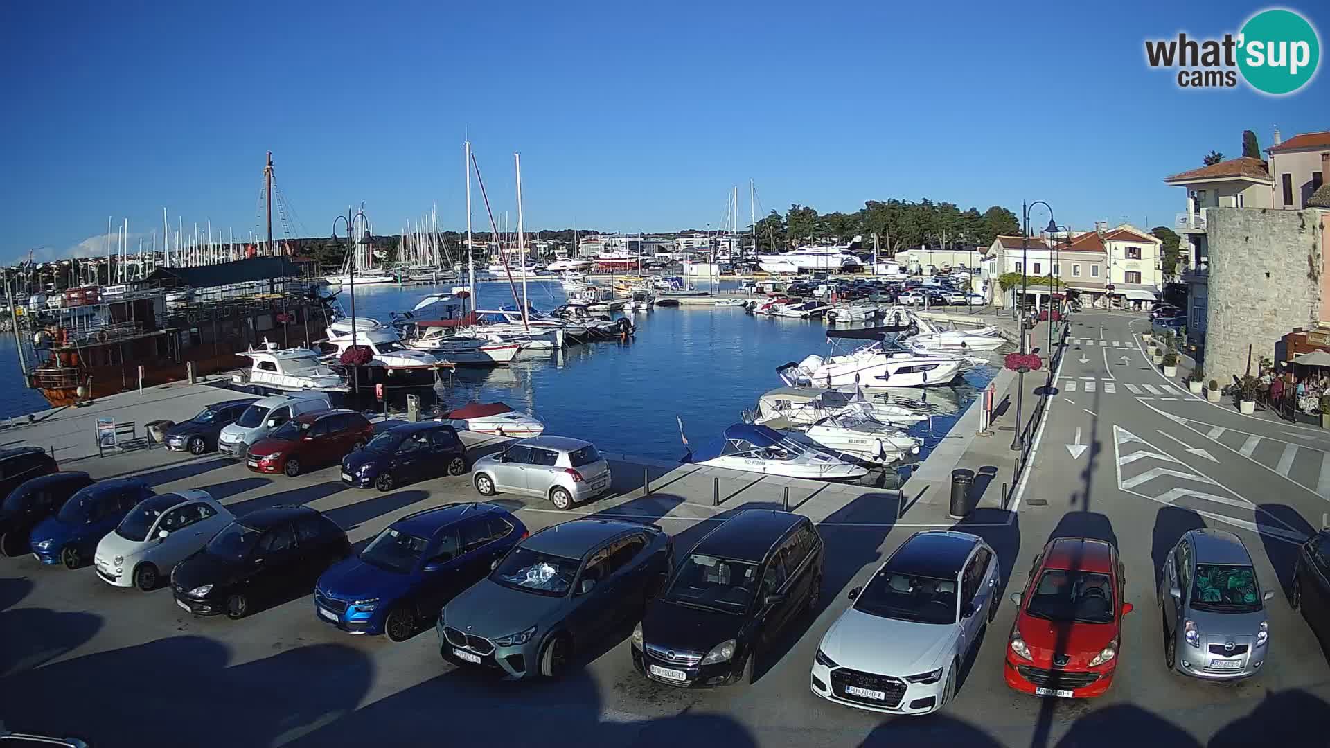 Novigrad | Porporela marina