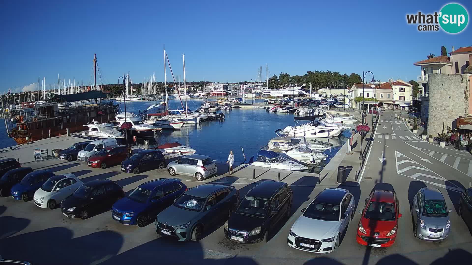 Novigrad | Porporela marina