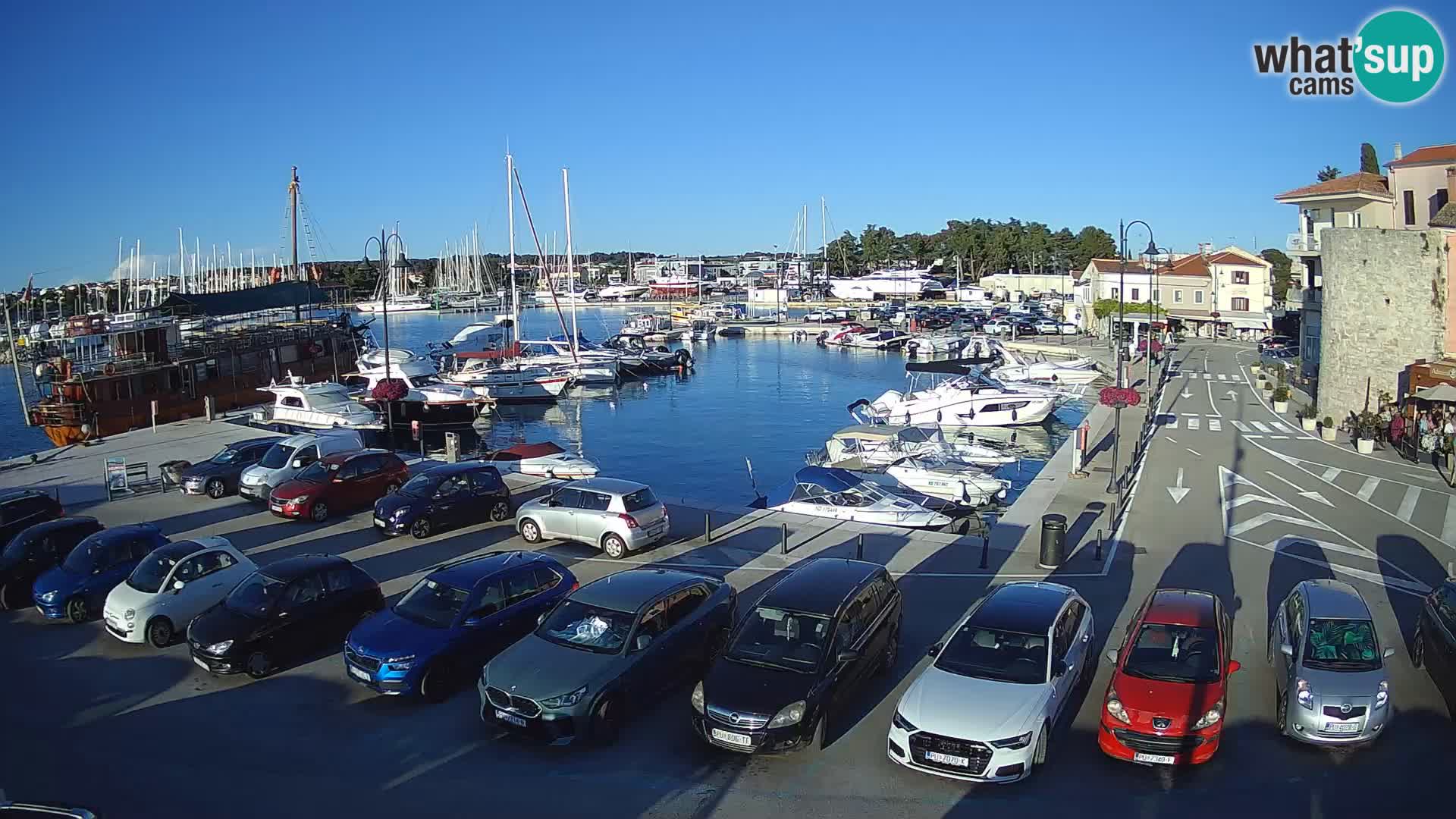 Novigrad | Porporela marina