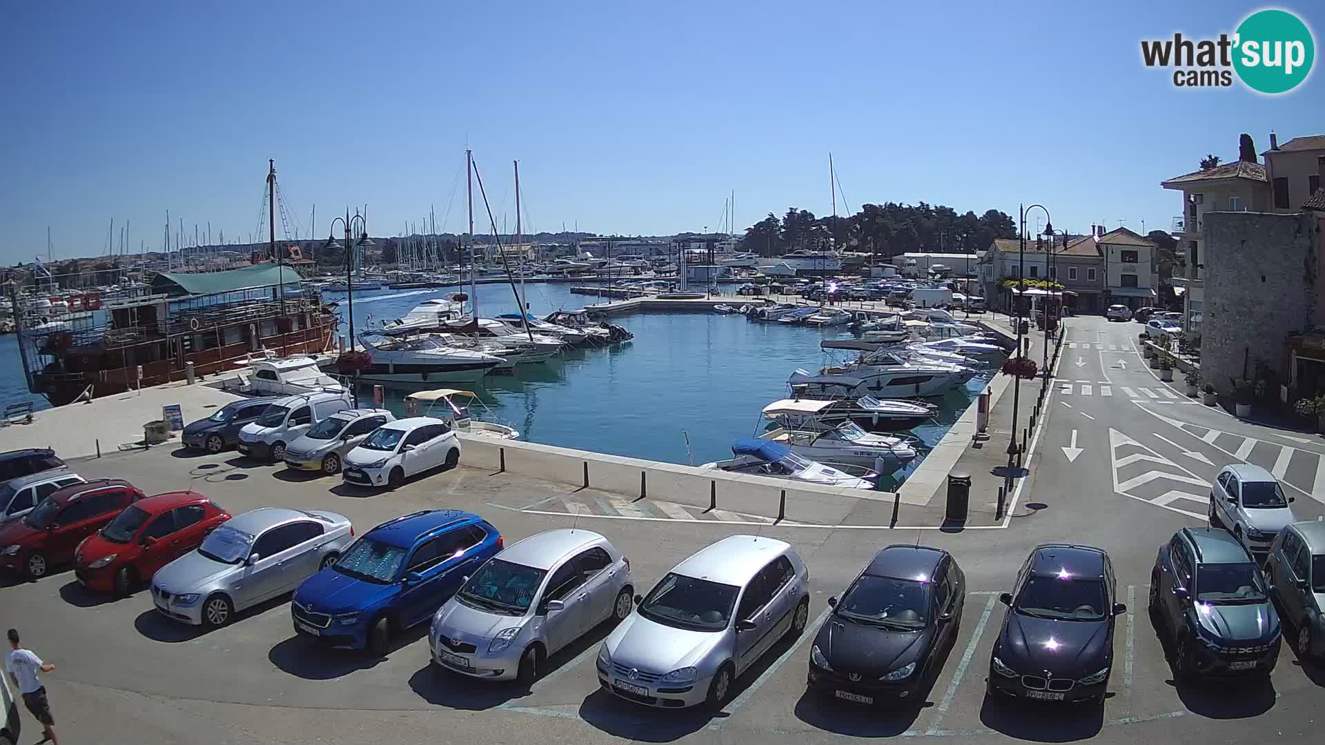Novigrad | Porporela marina