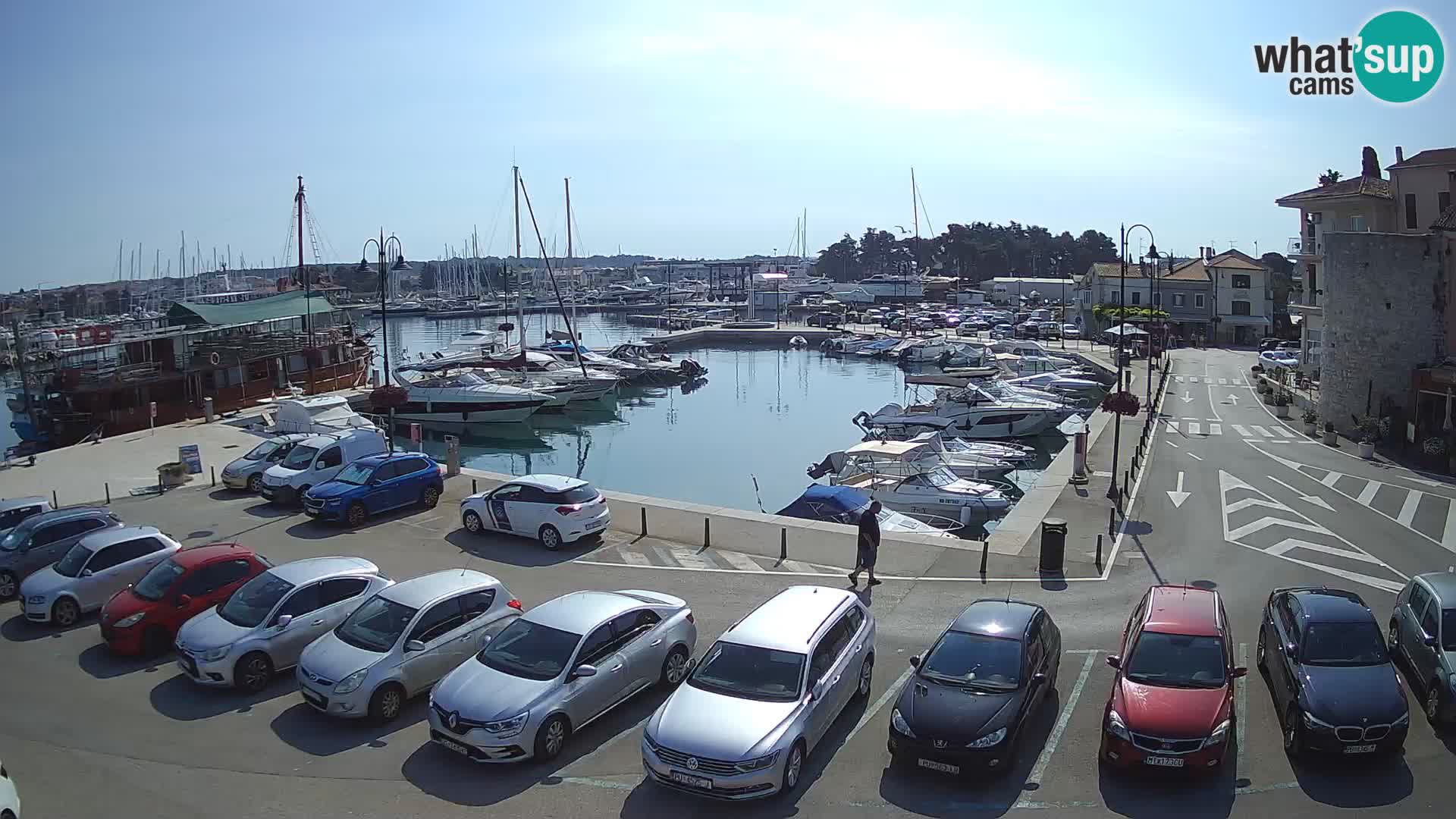 Novigrad | Porporela marina