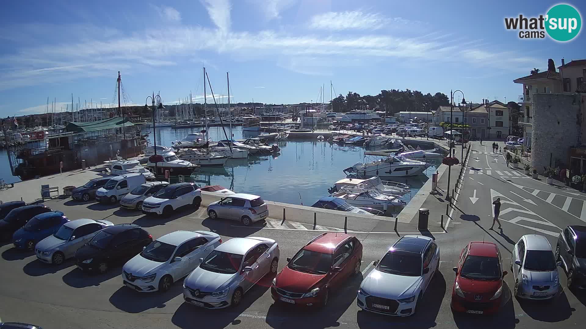Novigrad | Porporela marina