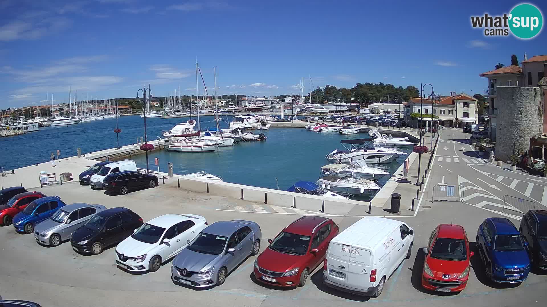 Novigrad | Porporela marina