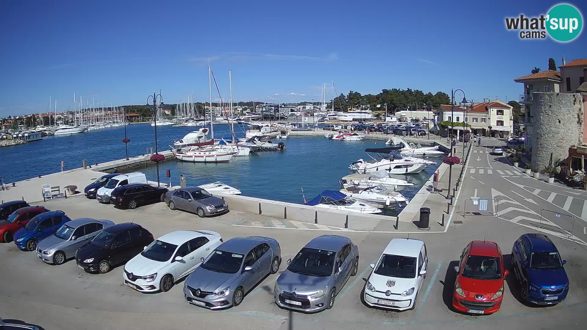 Novigrad | Porporela marina