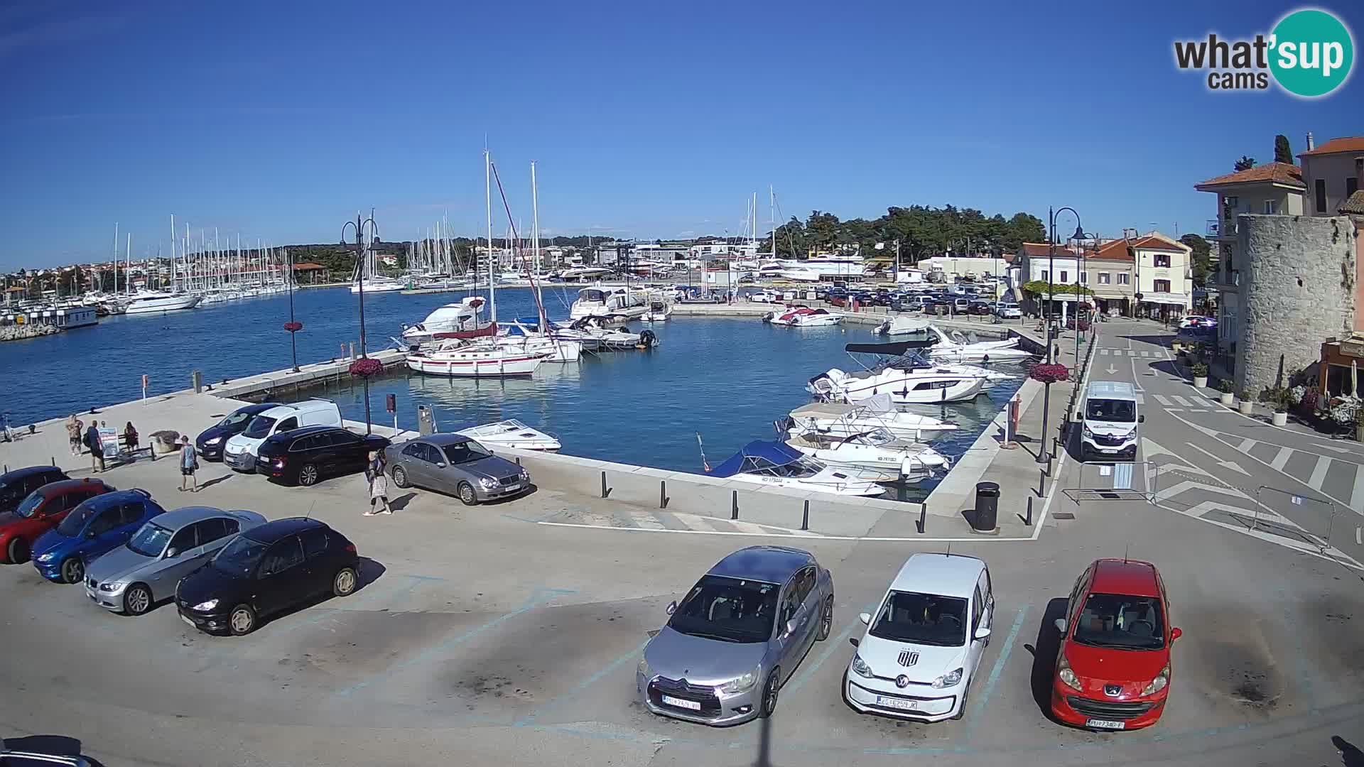 Novigrad | Porporela marina
