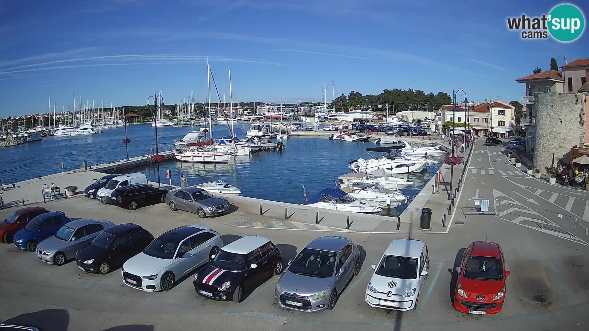 Novigrad | Porporela marina