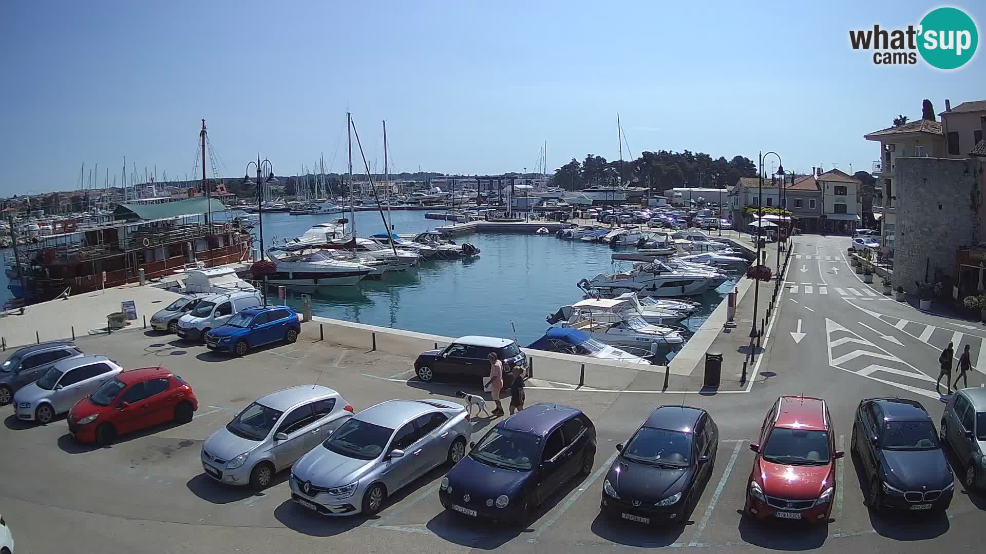 Novigrad | Porporela marina