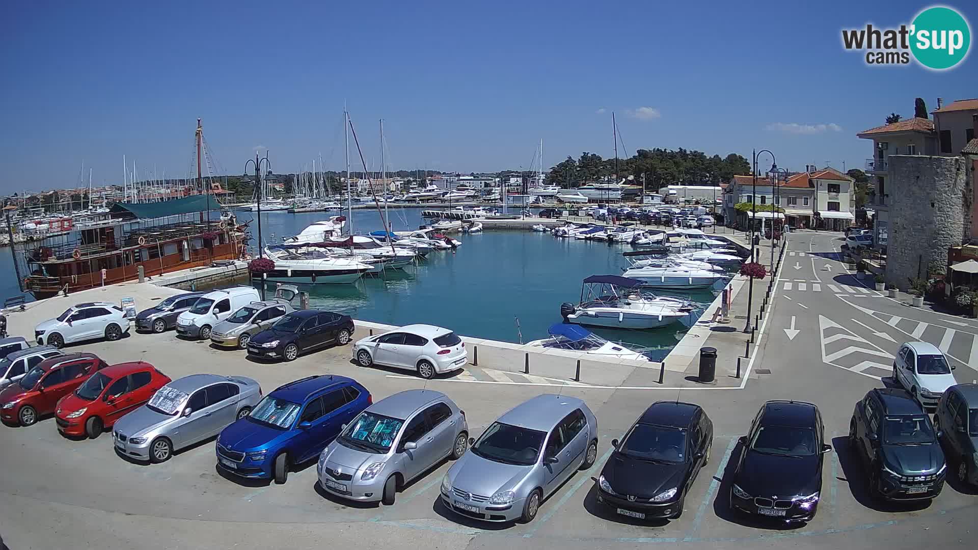Novigrad | Porporela marina