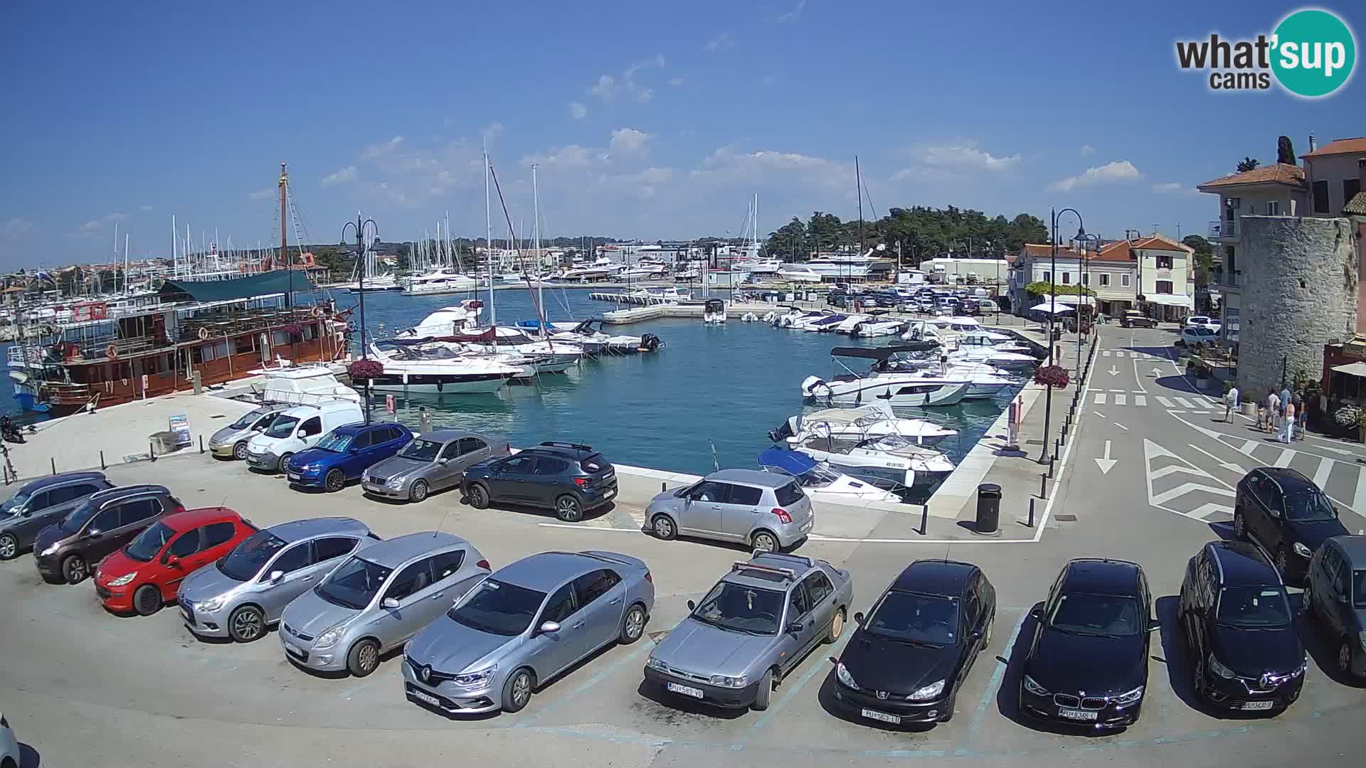 Novigrad | Porporela marina