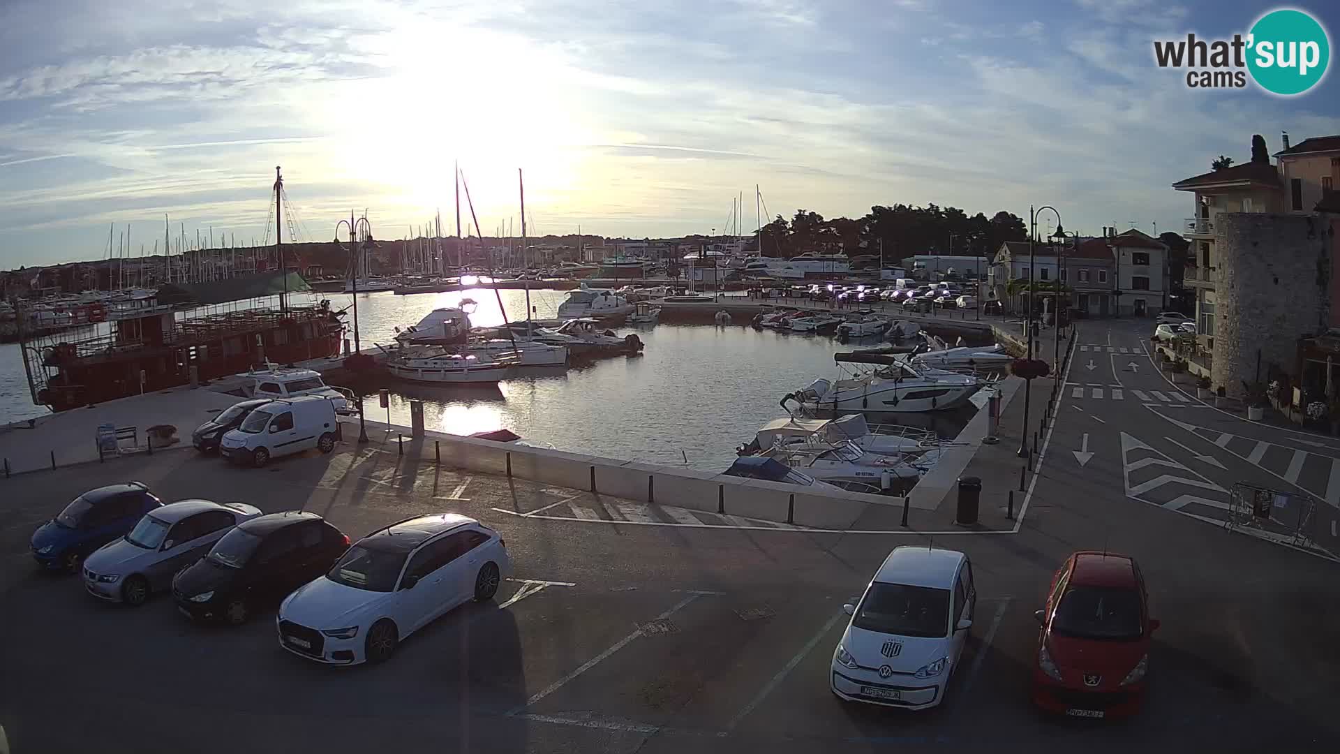 Novigrad | Porporela marina