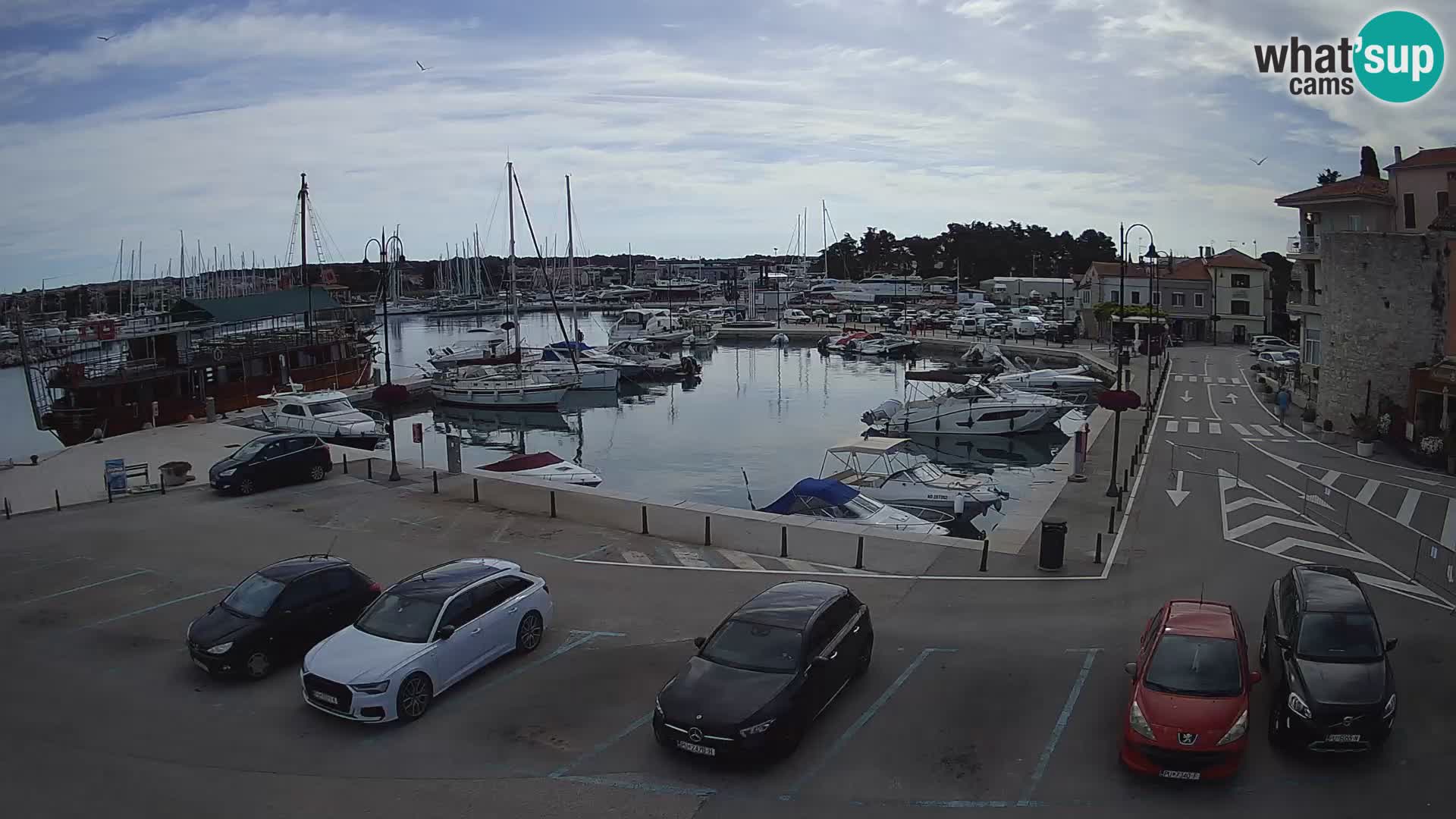 Novigrad | Porporela marina
