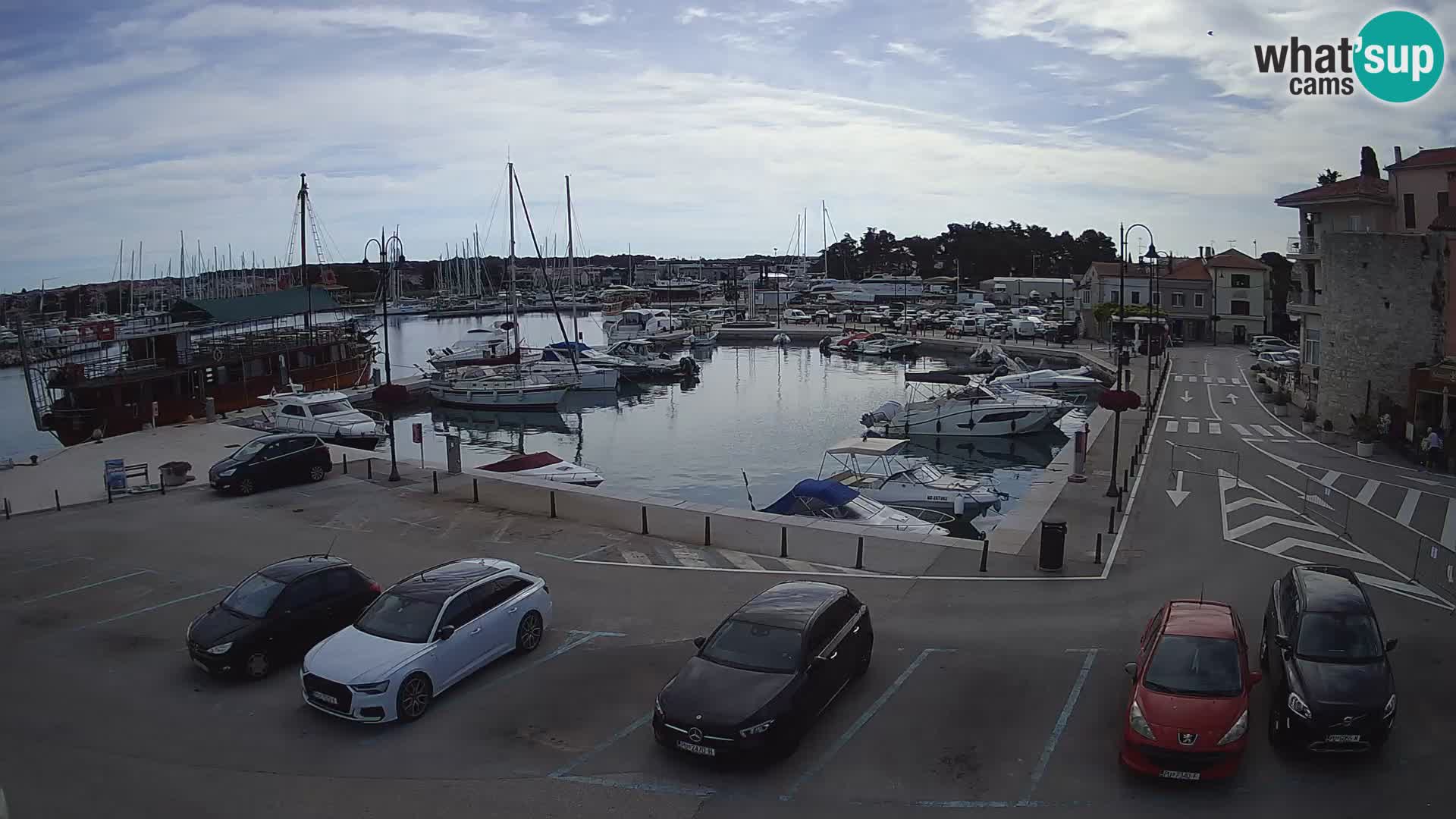 Novigrad | Porporela marina
