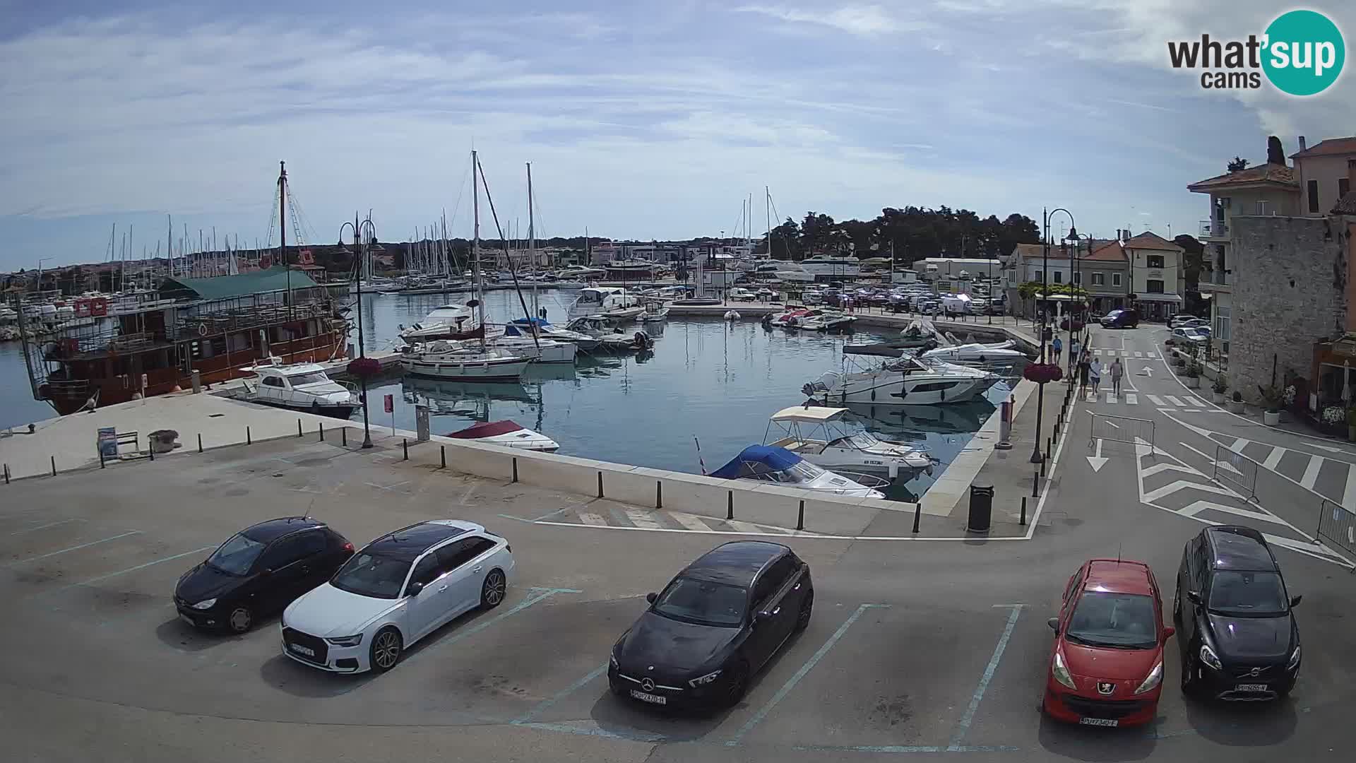 Novigrad | Porporela marina