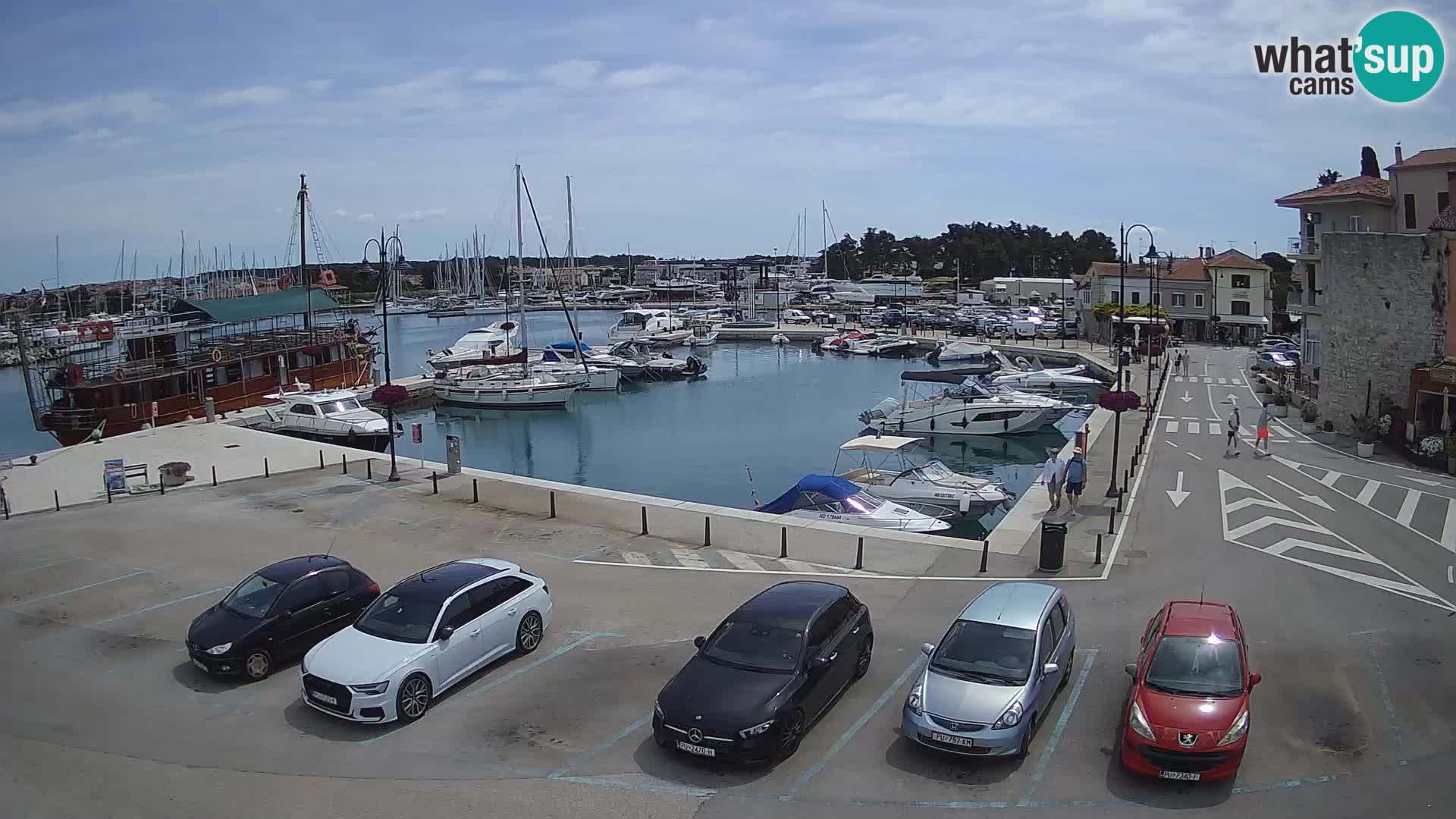 Novigrad | Porporela marina