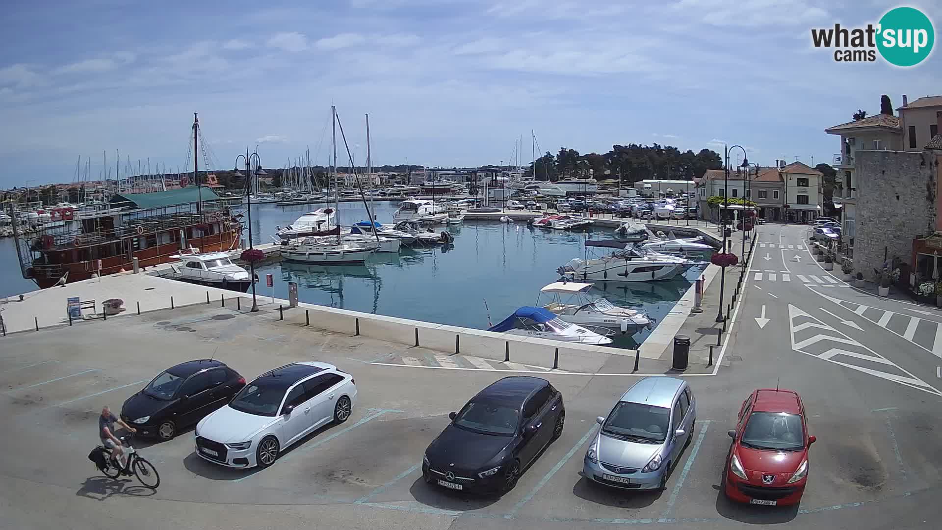 Novigrad | Porporela marina