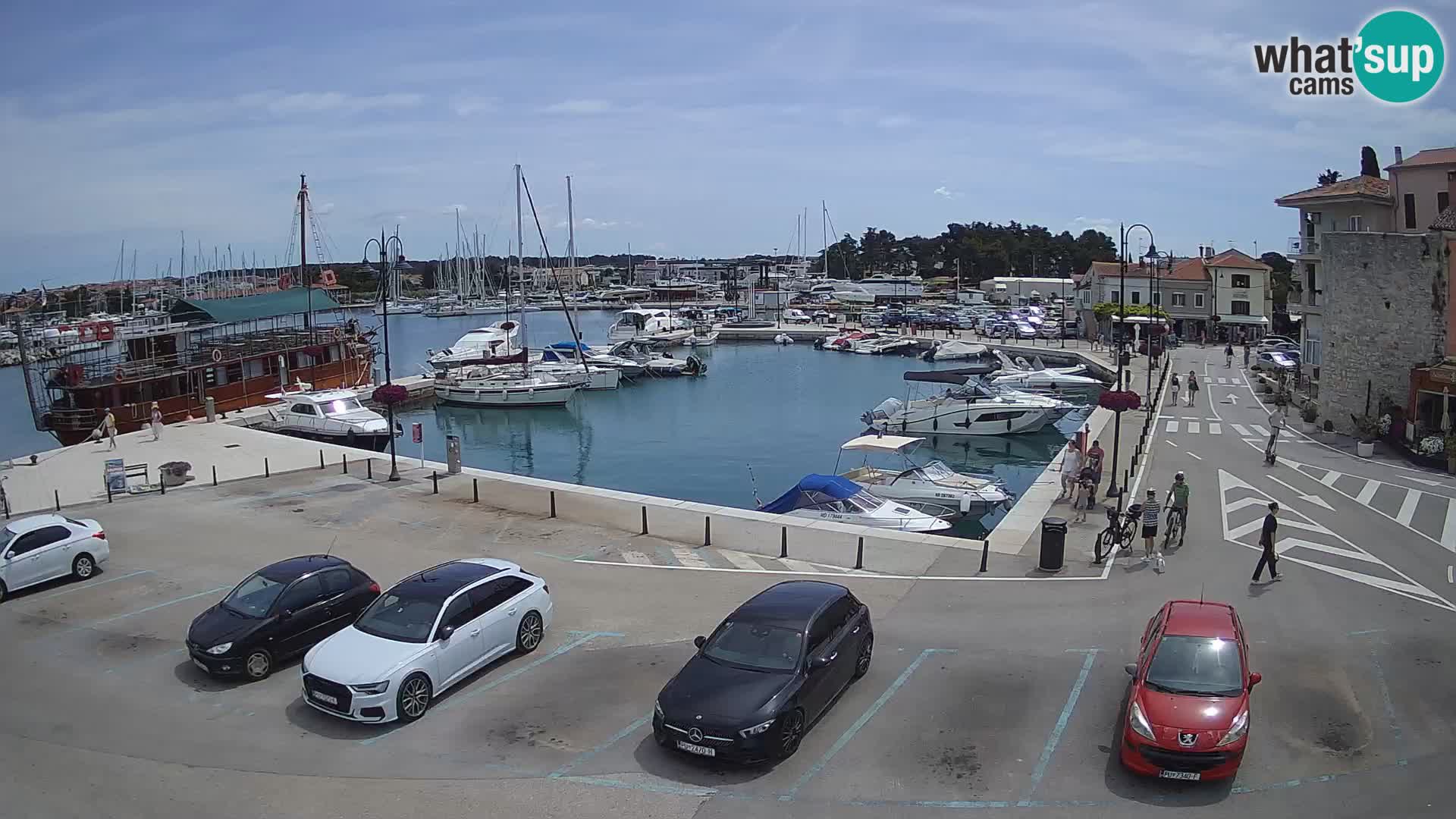 Novigrad | Porporela marina