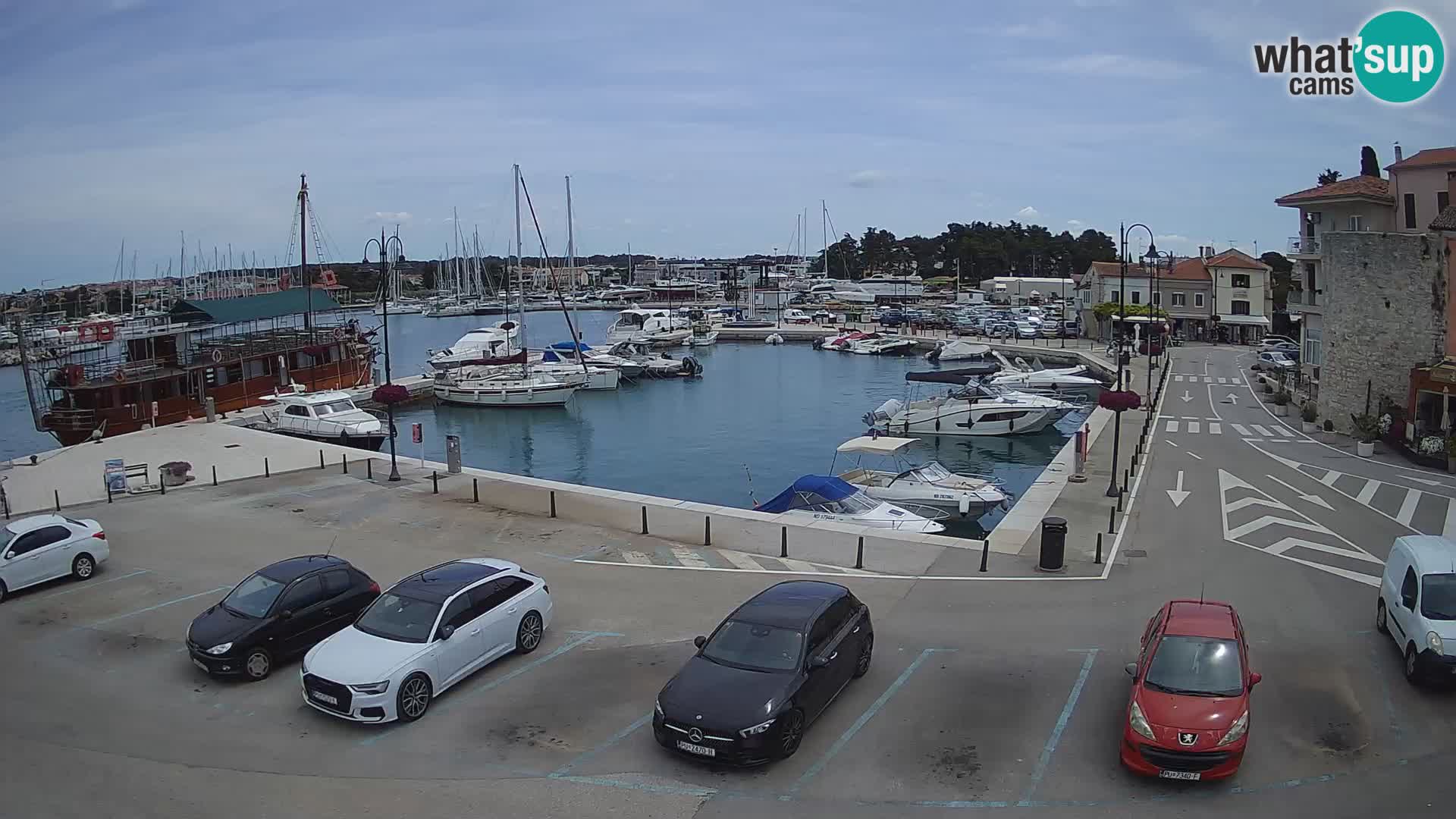 Novigrad | Porporela marina
