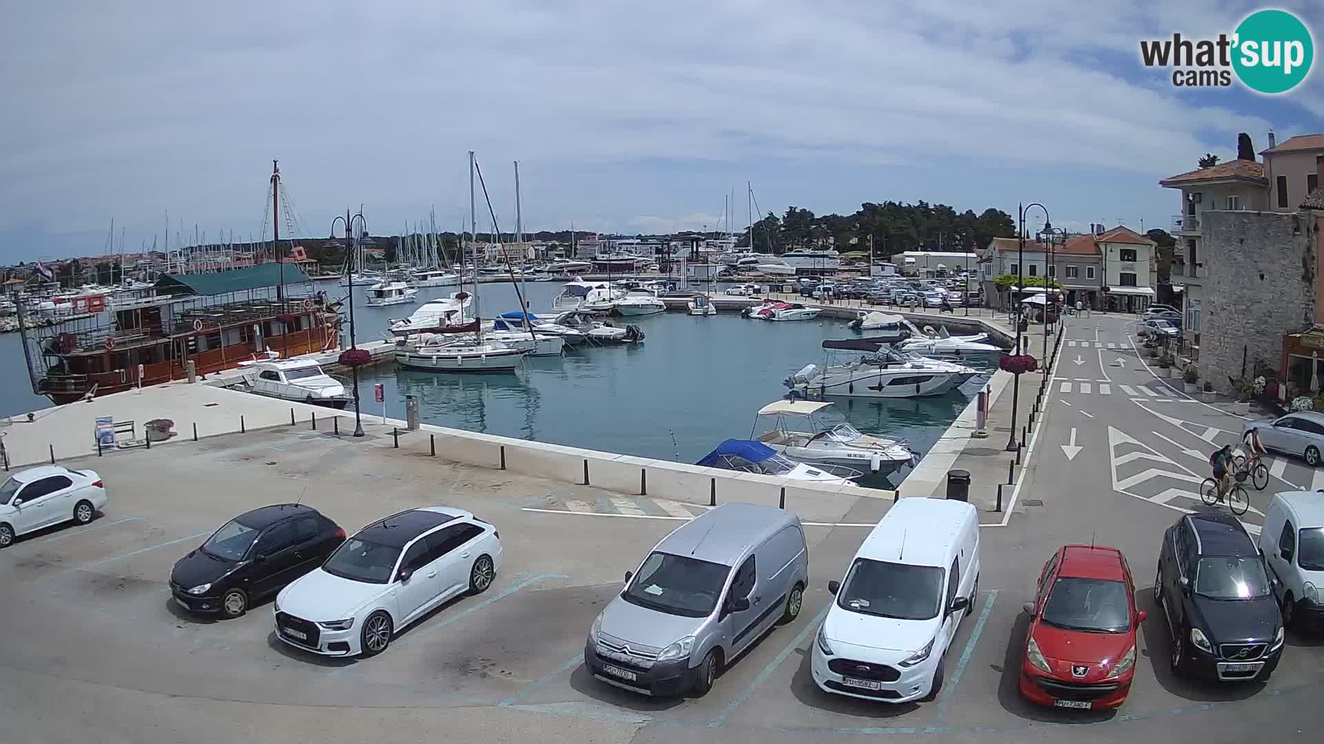 Novigrad | Porporela marina