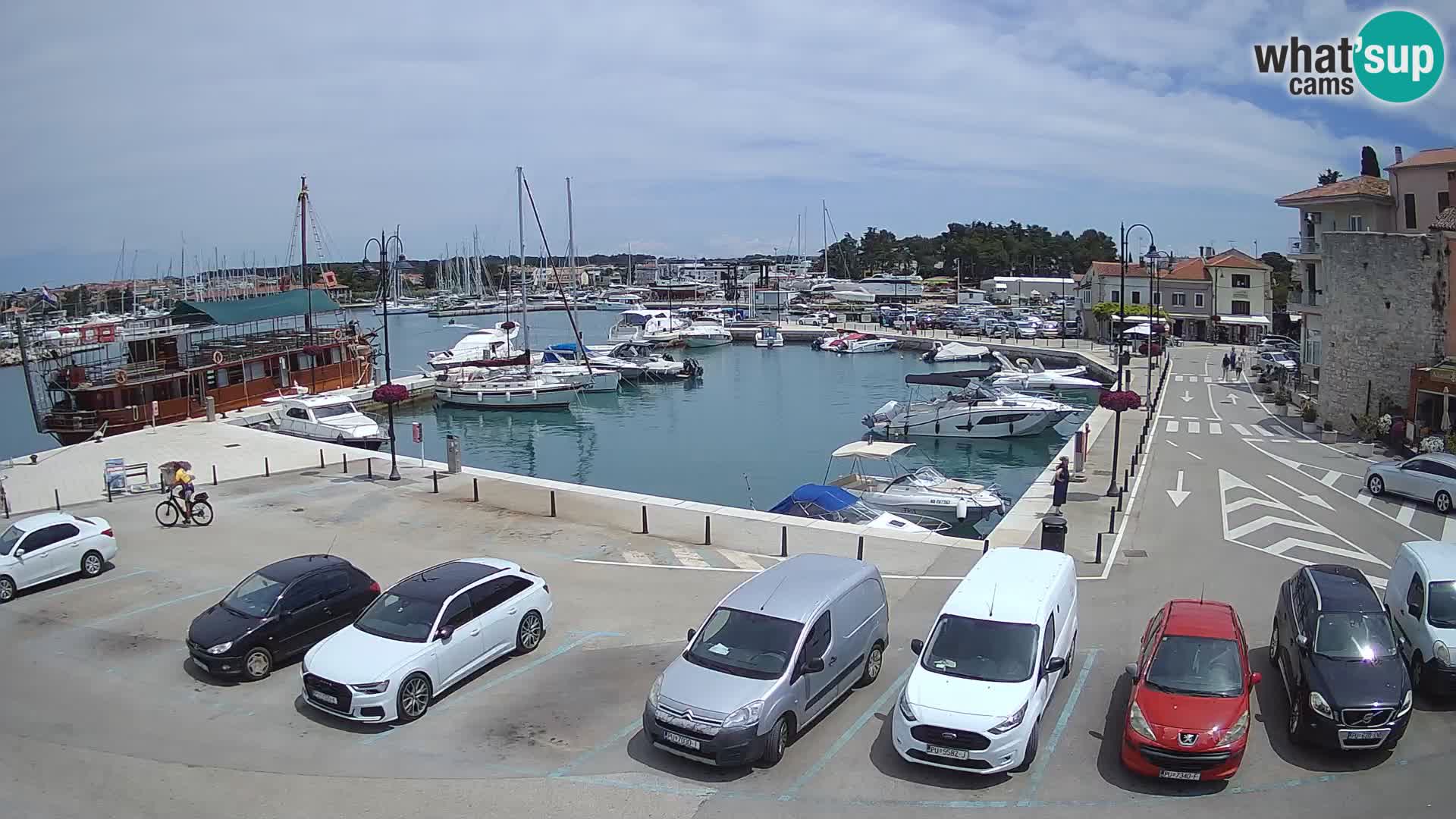 Novigrad | Porporela marina