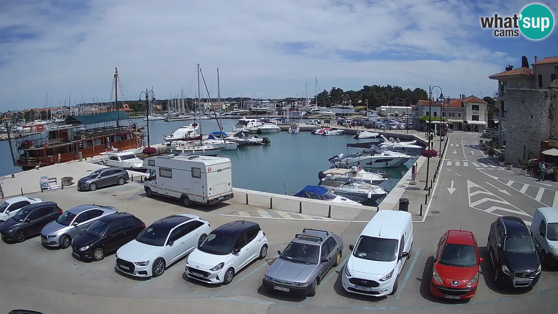 Novigrad | Porporela marina