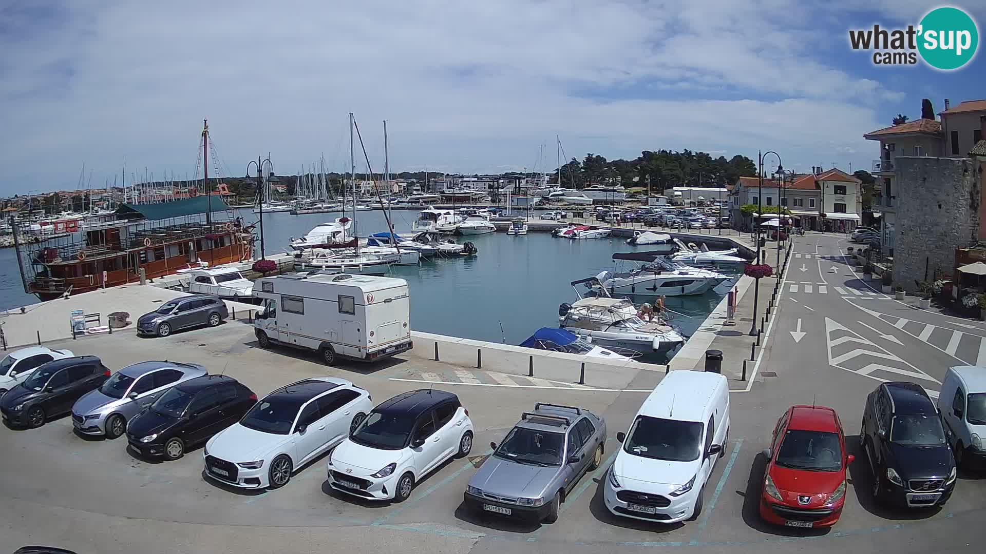 Novigrad | Porporela marina