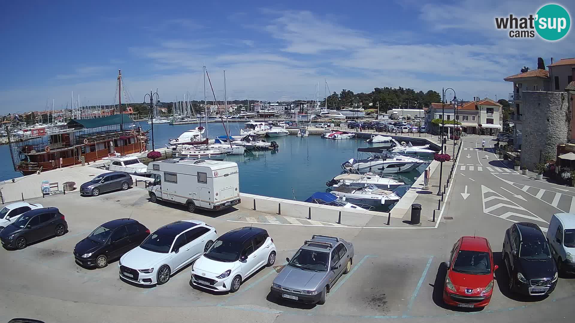 Novigrad | Porporela marina