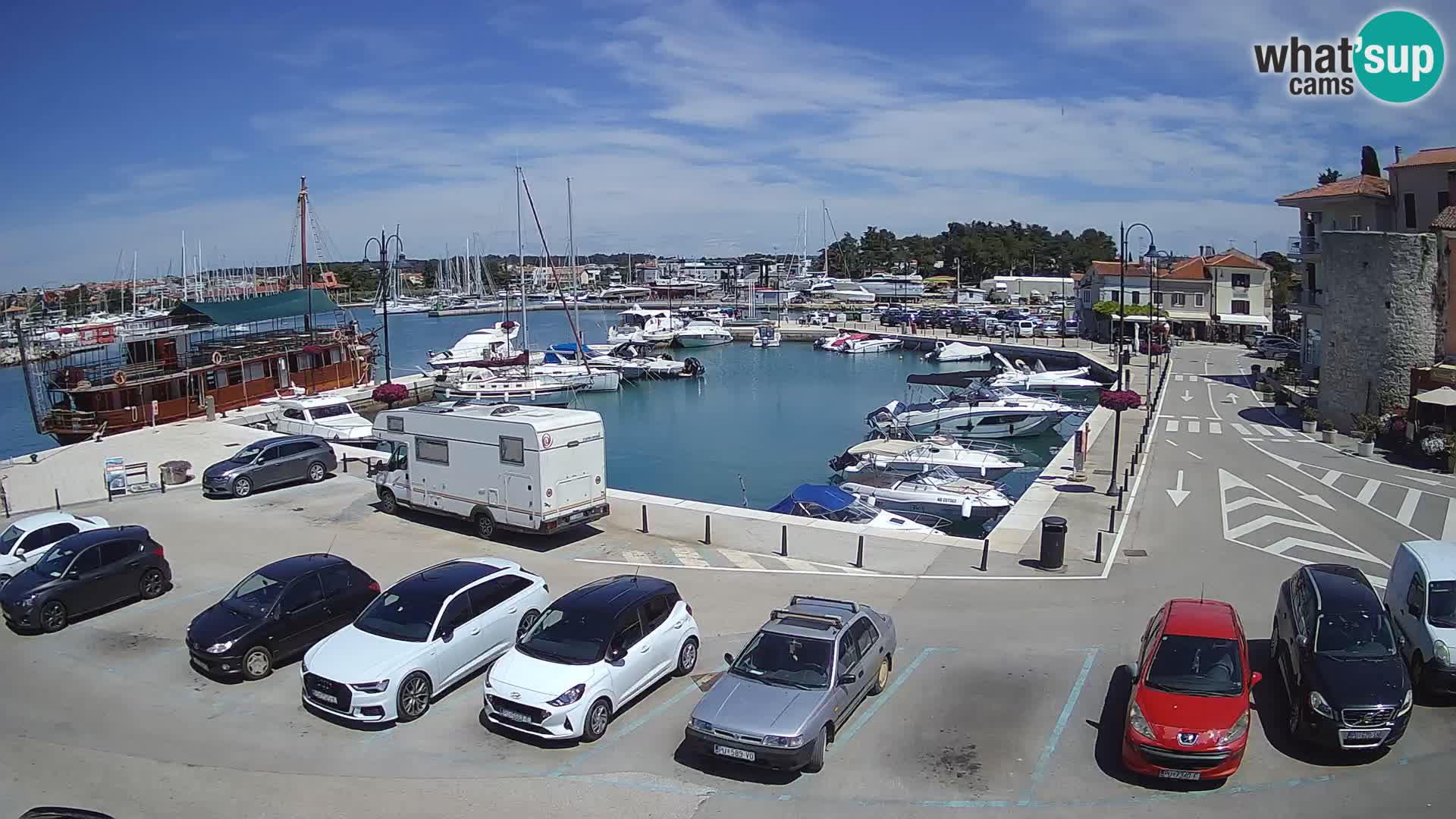 Novigrad | Porporela marina