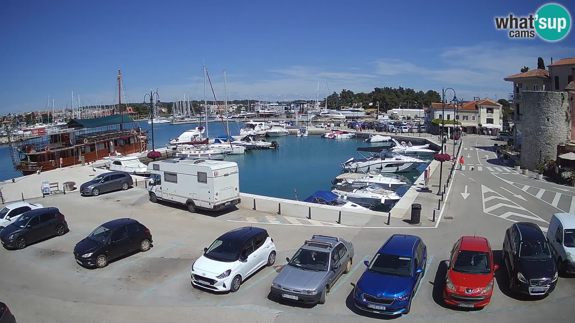 Novigrad | Porporela marina