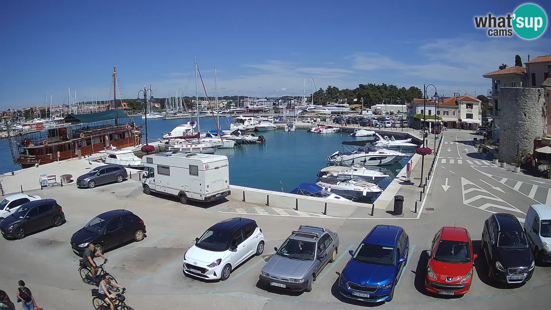 Novigrad | Porporela marina