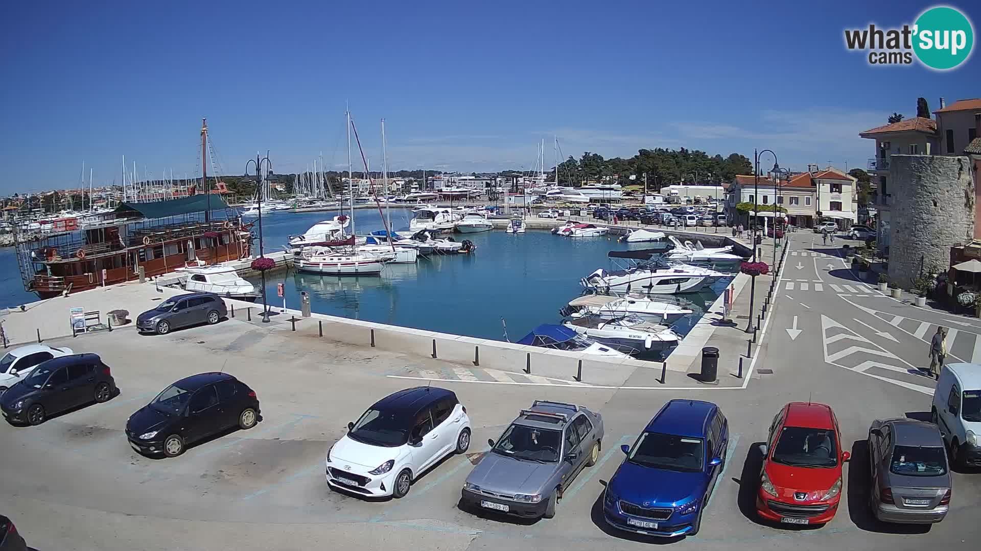 Novigrad | Porporela marina