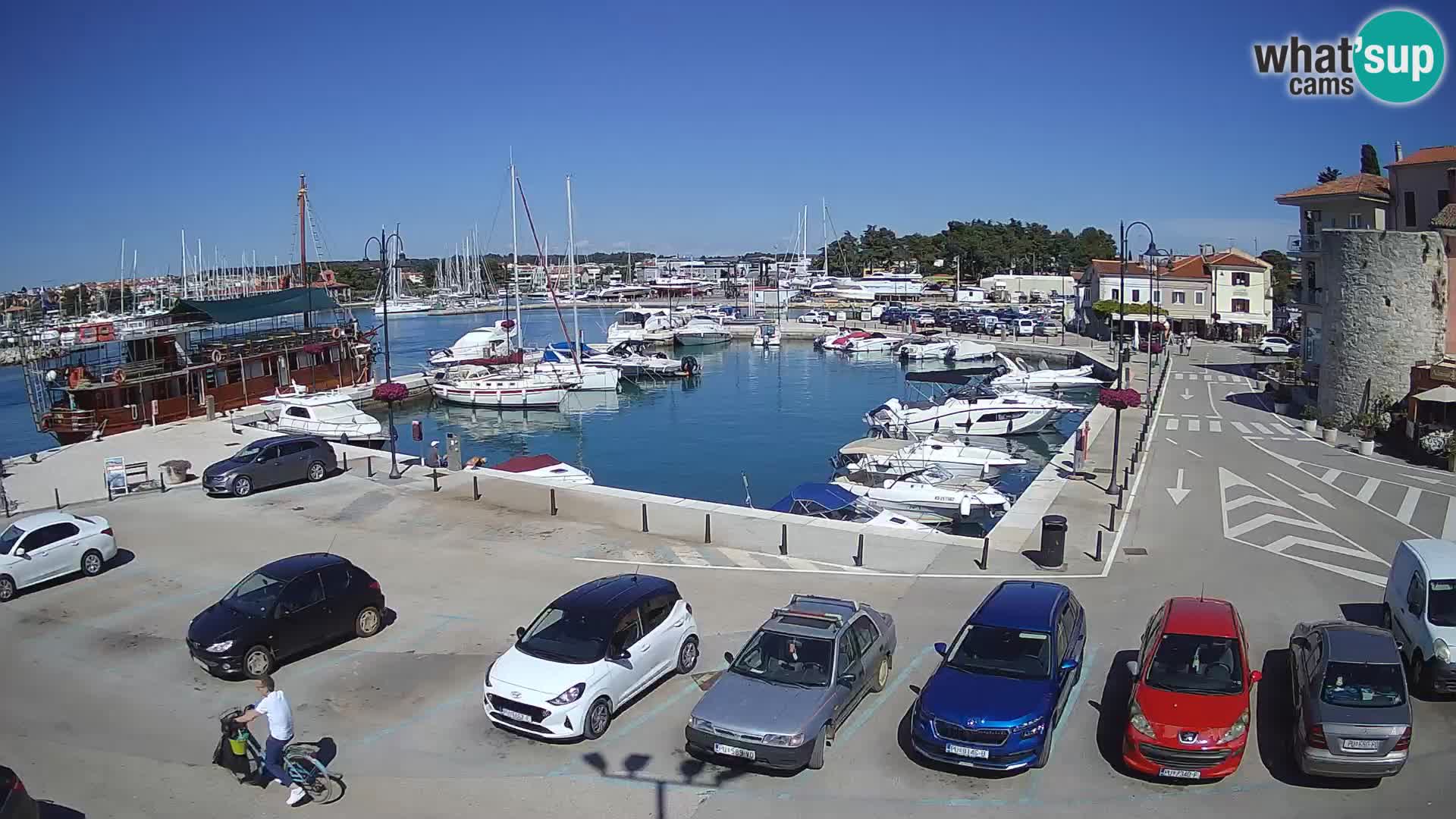 Novigrad | Porporela marina