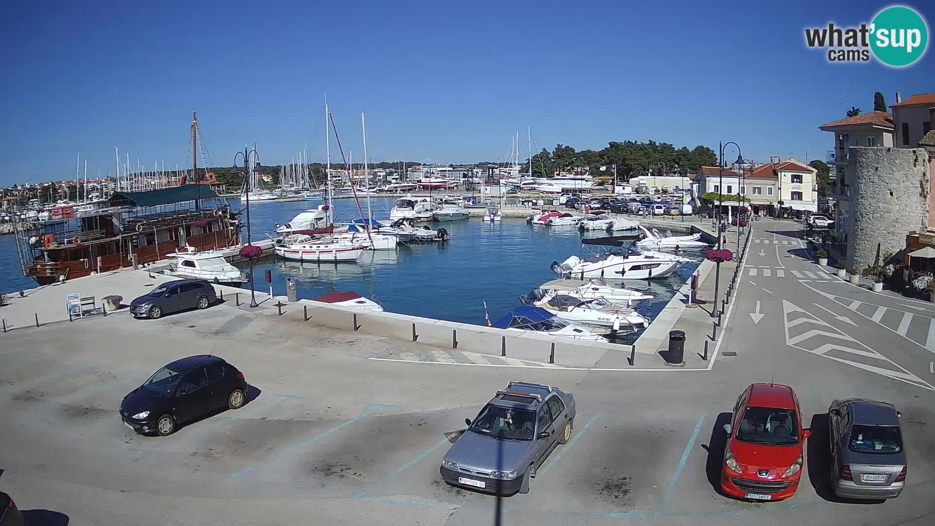 Novigrad | Porporela marina