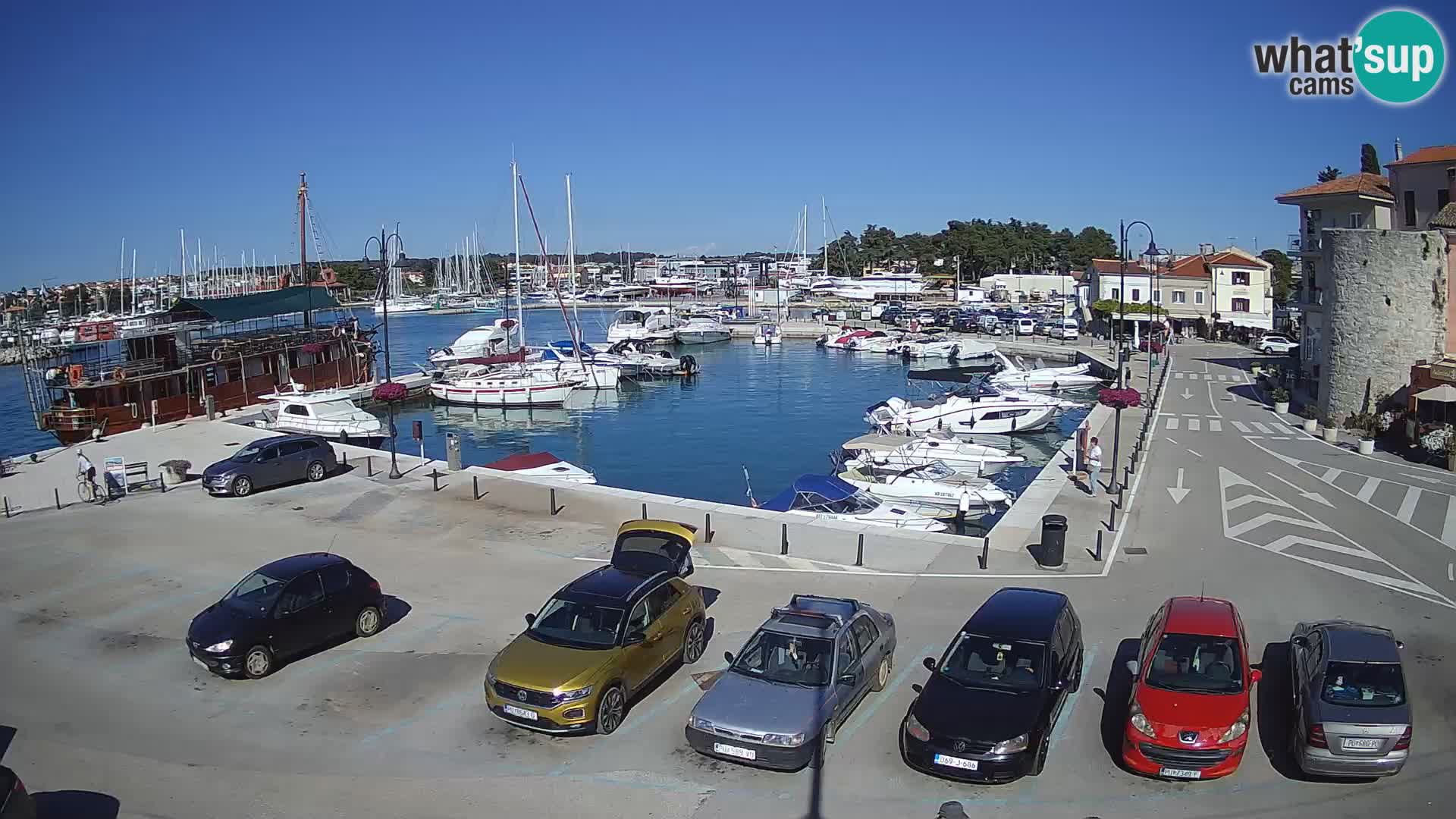 Novigrad | Porporela marina