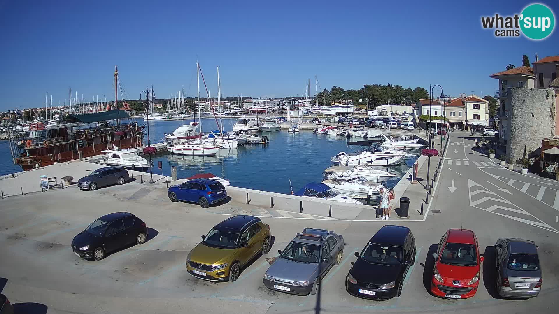 Novigrad | Porporela marina